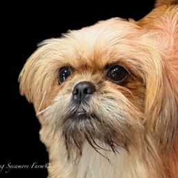Foxy - Shih Tzu