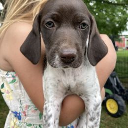 German Shorthaired Pointer Puppies from Winsome Farm