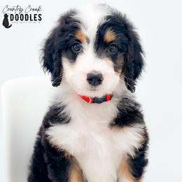 Cory - Tri-color female Bernedoodle puppy in Tipton, Indiana from Country Creek Doodles