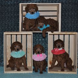 Poodle Puppies from Noblelee Kennel