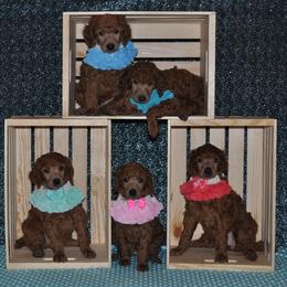 Poodle Puppies from Noblelee Kennel