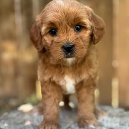 Frizzy - Red  female Goldendoodle puppy in Twin Falls, Idaho from Magic Valley Family Doodles