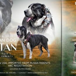 Central Asian Shepherd Dog puppies from Guardian Dog