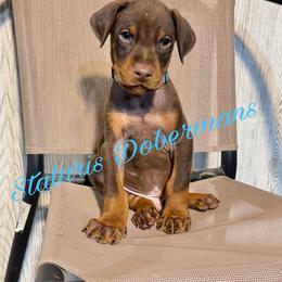 Blue Collar - Red and rust male Doberman Pinscher puppy in North Judson, Indiana from Stalaris Dobermans