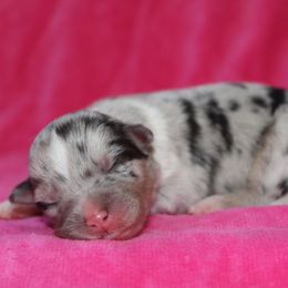 Gossip - Blue merle female Australian Shepherd puppy in Watkins, Colorado from FoxRest Australian Shepherds