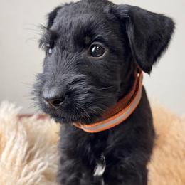 Boy 2 - Black male Giant Schnauzer puppy in St George, Utah from Schnauzer Ranch