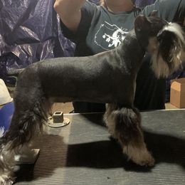 Luna - Miniature Schnauzer