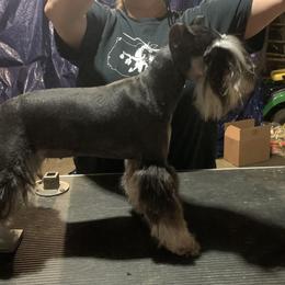 Luna - Miniature Schnauzer