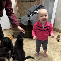 German Shepherd Puppies from Playmate Kennels and Stables
