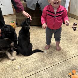 German Shepherd Puppies from Playmate Kennels and Stables