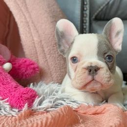 French Bulldog Puppies from Honey Bee Frenchies