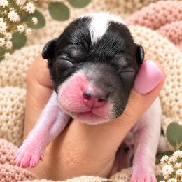 Harvest - Tri-color male Bernedoodle puppy in Erda, Utah from Country Lane Doodles