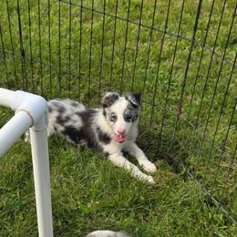 Wool Eyes - White and blue merle male Border Collie puppy in Avilla, Indiana from Borderline Kennels