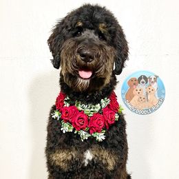 Malice - Bernedoodle