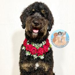 Malice - Bernedoodle