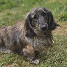 Scar - Dachshund