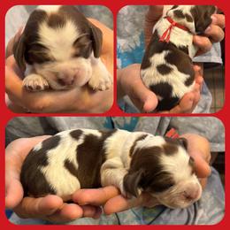 Comet - Liver white and roan male English Springer Spaniel puppy in Billings, Montana from M&M Fuzzy Bottom Friends