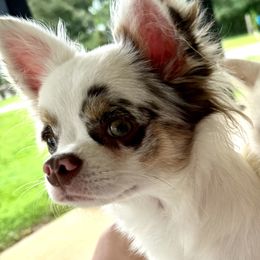 Chihuahuas from Pensacola Chi Garden