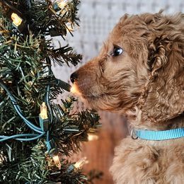 Blue Collar Male - Apricot Goldendoodle puppy in Willis, Texas from Doodle Family