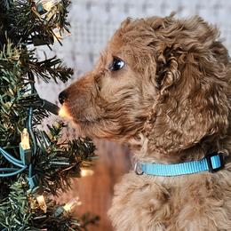 Blue Collar Male - Apricot Goldendoodle puppy in Willis, Texas from Doodle Family