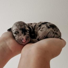 Fletch - Merle male Sheepadoodle puppy in Wabash, Indiana from DOODCompany