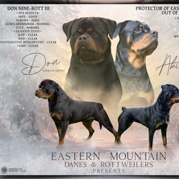 Rottweiler puppies from Eastern Mountain Danes & Rottweilers