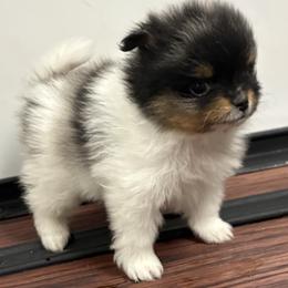 Reese - Tri-colored female Pomeranian puppy in Anchorage, Alaska from Arctic Pomeranians