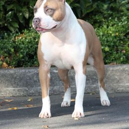 Mia - American Pit Bull Terrier