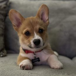 Pembroke Welsh Corgi Puppies from Rose Water Corgis