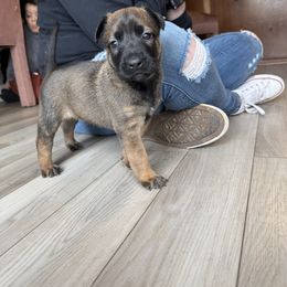Belgian Malinois and Dutch Shepherd Puppies from Vuurhart Herders