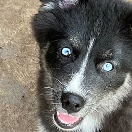 Jasmine - Black and white Pomsky puppy in Jacksonville, Florida from Northeast Florida Pomskies