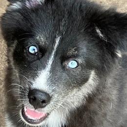 Jasmine - Black and white Pomsky puppy in Jacksonville, Florida from Northeast Florida Pomskies