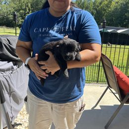 Girl 1 - Black German Shepherd puppy in Dunn, North Carolina from Von Fousthaus GSDogs