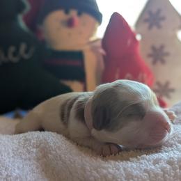 Pink - Blenheim female Cavapoo puppy in Newport, North Carolina from Crystal Coast Cavapoodles