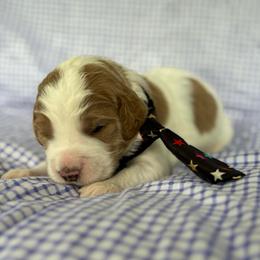 Uri - Parti male Goldendoodle puppy in Camden, North Carolina from Oopsie Doodles of NC