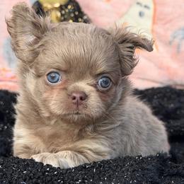 Astro - Chocolate blue male Chihuahua puppy in Newport Beach, California from Exotic City Pomeranians and chihuahuas
