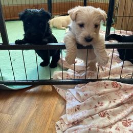 Scottie - Black male Scottish Terrier puppy in Brule, Nebraska from Scottyland Yard