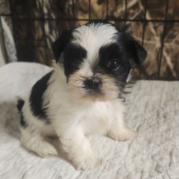 Mark - Black and white Shih Tzu puppy in Richmond, Missouri from Natalie's Happy Fur Paw Shih-Tzues and More