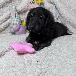 Pink - Sable female Dachshund puppy in Waukegan, Illinois from Rolling and Howling Basset Hounds and Dachshunds