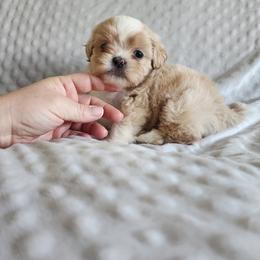 Cody - Cream and white male Shih Tzu puppy in Sapulpa, Oklahoma from Whitney's Shih Tzus