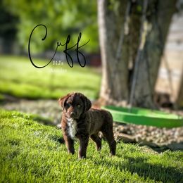 Cuff - Red female Australian Shepherd puppy in Pomeroy, Ohio from HJ's Aussies