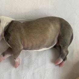 Whippet Puppies from Phoenix Whippets
