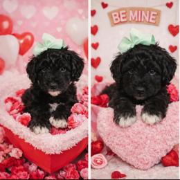 Luna - Black and white female Bernedoodle puppy in Elkhart, Iowa from Quality Iowa Doodles