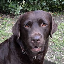 Shelby - Labrador Retriever