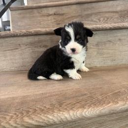 Dream (Fluffy) - Black and tan female Pembroke Welsh Corgi puppy in Phelan, California from Desert Sunset Pembroke Welsh Corgis