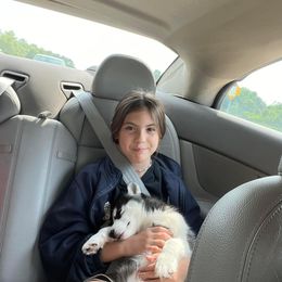 Siberian Husky Puppies from Milly's Showline Pets