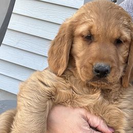 Thunder - Dark golden Golden Retriever puppy in Bear River Cy, Utah from Blue Creek Retrievers