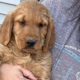 Thunder - Dark golden Golden Retriever puppy in Bear River Cy, Utah from Blue Creek Retrievers