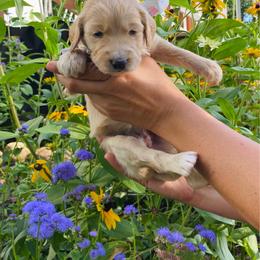 Maggie- coral - Apricot female Goldendoodle puppy in Carlton, Minnesota from Lakeside Doodles MN