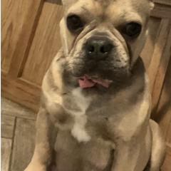 French Bulldogs from Diamond J Puppies